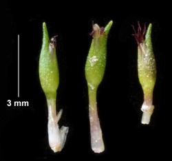 Centrolepis glabra, showing membraneous cataphylls clasping the flowering stem.
 Image: K.A. Ford © Landcare Research 2013 